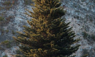 How to Choose and Care for a Real Christmas Tree