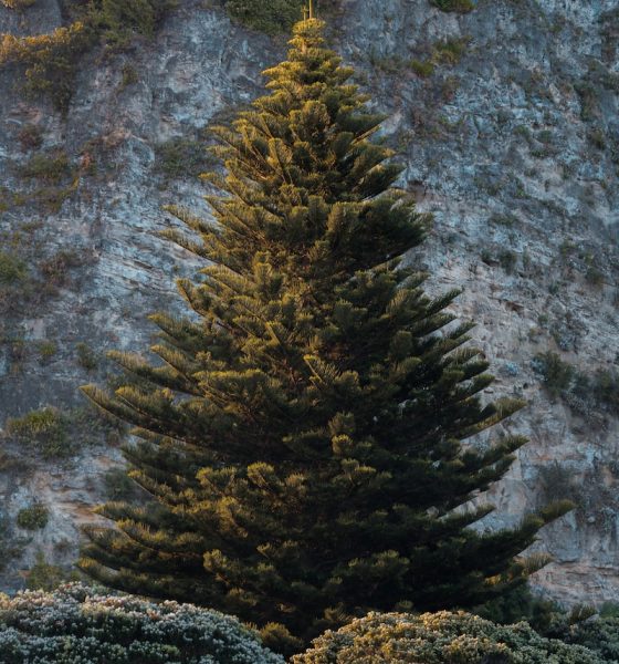 How to Choose and Care for a Real Christmas Tree