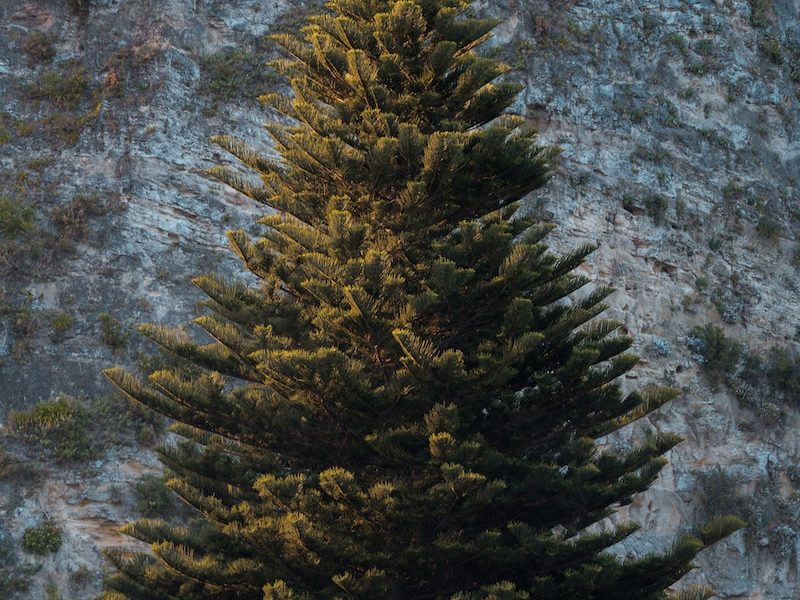 How to Choose and Care for a Real Christmas Tree
